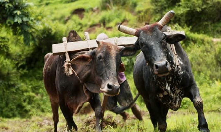 तनहुँमा हलगोरु पाल्ने किसानलाई दश हजार अनुदान