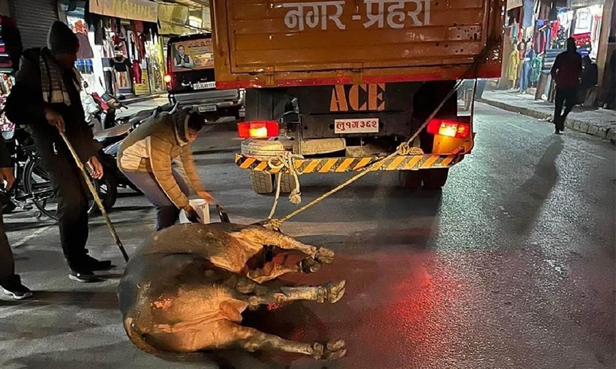 सिद्धार्थनगरमा साँढेलाई ट्रकमा बाँधेर घिसारेपछि नगरपालिकाको आलोचना