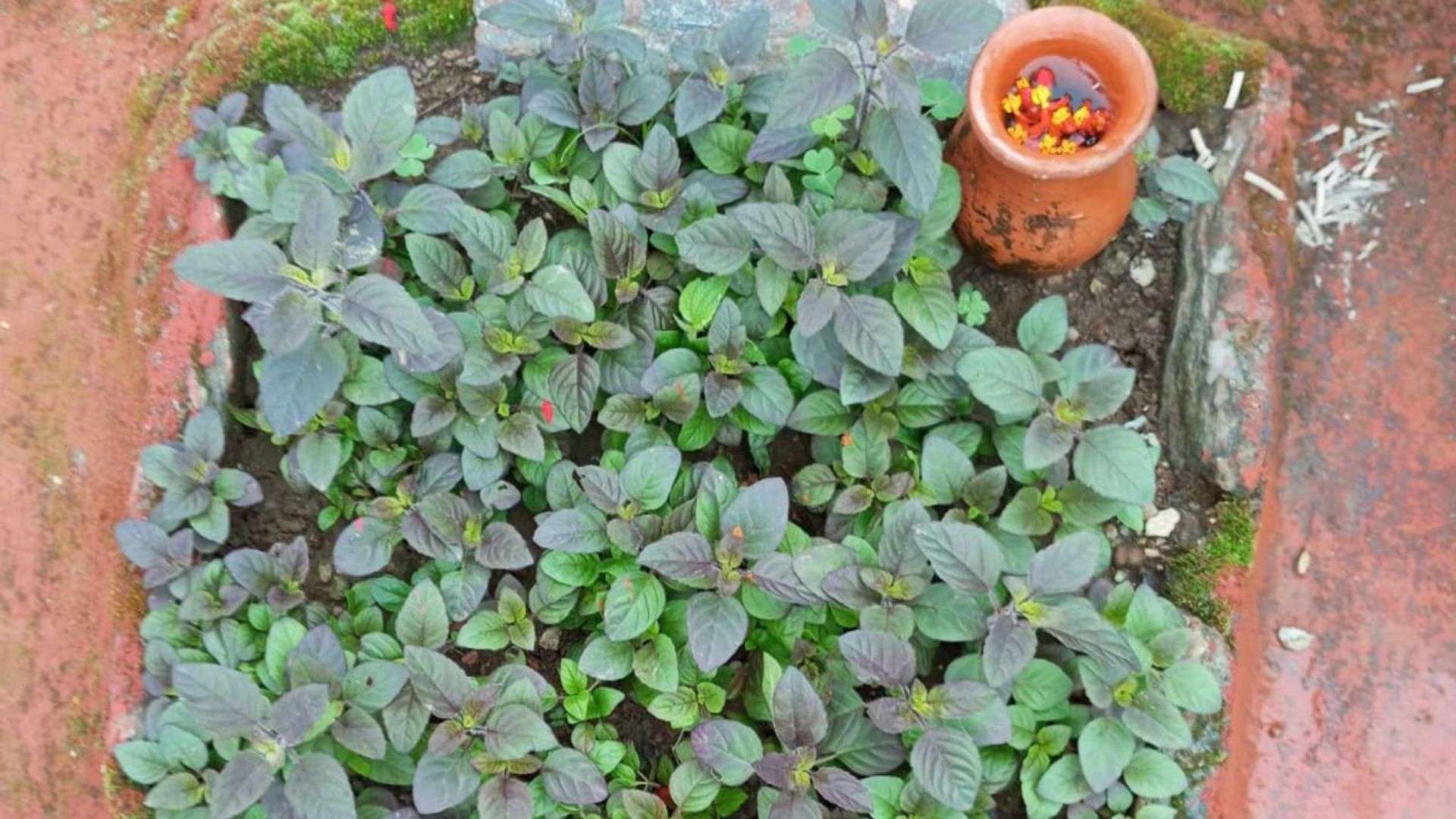 आज तुलसीको दल छर्ने एकादशी