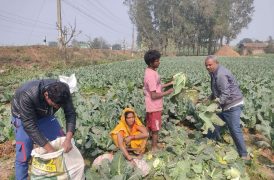काउली र बन्दाको मुल्य कम हुँदा किसान मर्कामा