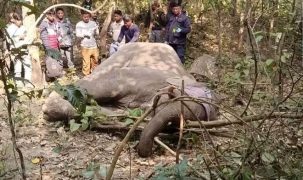 जङ्गलमा देखा परेको घाईते हात्तीको उपचार