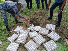 मुख्यमन्त्री निर्देशनपछि सेतो अण्डा बरामद गरी नष्ट गर्दै सशस्त्र