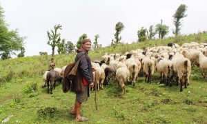 जुम्लामा भेडापालक किसानलाई १८ हजार गोठालो भत्ता