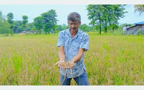 रोगका कारण पाक्न नपाउँदै सुक्यो बर्खे धान