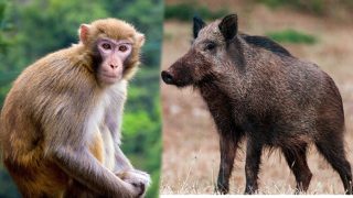 अर्घाखाँचीमा बाँदर र बँदेल हेर्न २० जनालाई रोजगारी
