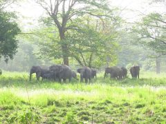 हात्तीको आक्रमण: कोशीमा दुई दशकमा ९७ जनाको मृत्यु