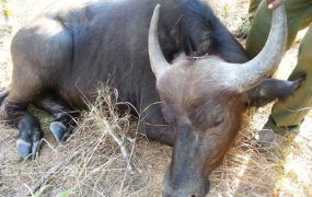अज्ञात रोगको प्रकोपमा चङ्खेलीमा ३० भन्दा बढी पशु र वस्तु मरे