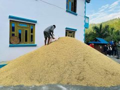 नेपालले भारतबाट २० अर्ब रुपैयाँभन्दा बढीको धान आयात