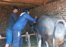 बागलुङमा एक लाख ९३ हजार पशुचौपायामा खोप अभियान