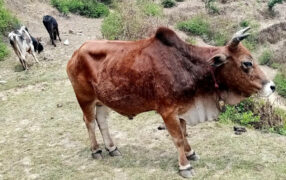 कोशी प्रदेशमा तीन लाखभन्दा बढी पशुलाई लम्पी स्किन रोगविरुद्ध खोप