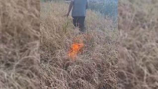कृषकले लगाएको धानमा बाला नलागेपछि खेतमै  लगाए आगो