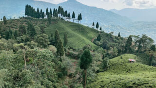 चिया निर्यात कार्यविधिविरुद्ध चिया उद्योगी चिन्तित : हजारौँ किसान र मजदुर जोखिममा