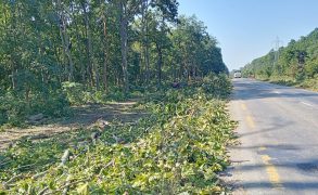 पूर्वपश्चिम राजमार्ग विस्तारका लागि ३ जिल्लामा साढे ११ हजार रुख काटिने