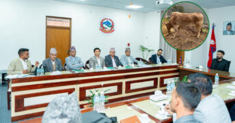 अछामको दुर्लभ ‘नौ मुठ्ठे’ गाई संरक्षण र बजारीकरण गर्न प्रधानमन्त्रीसँग सांसद खनालको छलफल