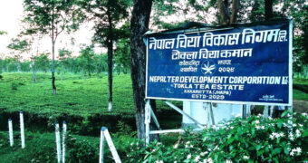 नेपाल चिया विकास निगमको सञ्चालन आम्दानी १ अर्ब माथि, आईपीओ निष्कासनको तयारी
