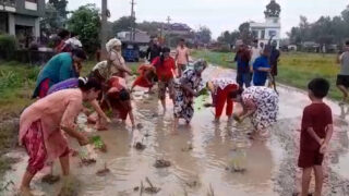 प्रधानमन्त्री बालेनको निर्वाचन क्षेत्रको हिलाम्मे बाटोमा धान रोपेर स्थानीयको विरोध