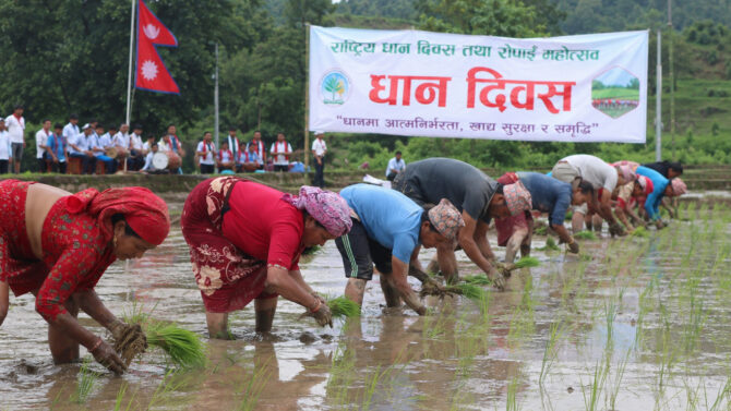 धान दिवसको रौनक र समर्थन मूल्यको सकस : किसानलाई राहत कि केवल सरकारी औपचारिकता ?