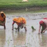 देशभर हालसम्म २४.९ प्रतिशत मात्रै धान रोपाइँ