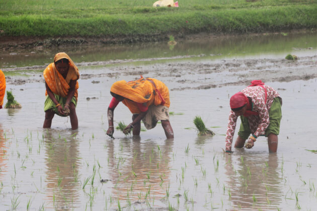 देशभर हालसम्म २४.९ प्रतिशत मात्रै धान रोपाइँ