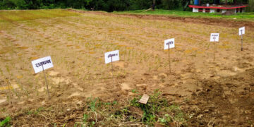 बीउ उत्पादन कार्यक्रम ५८ स्थानीय तहमा सञ्चालन