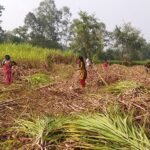 उखु किसानले १३ वटा चिनी मिलबाट पाए ९२ प्रतिशत भुक्तानी
