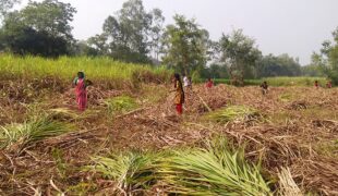 उखु किसानले १३ वटा चिनी मिलबाट पाए ९२ प्रतिशत भुक्तानी