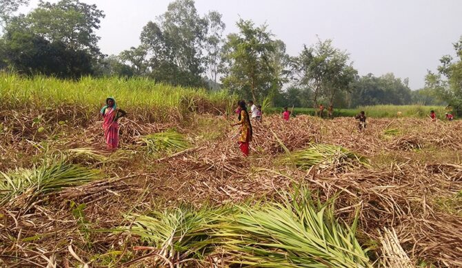 उखु किसानले १३ वटा चिनी मिलबाट पाए ९२ प्रतिशत भुक्तानी